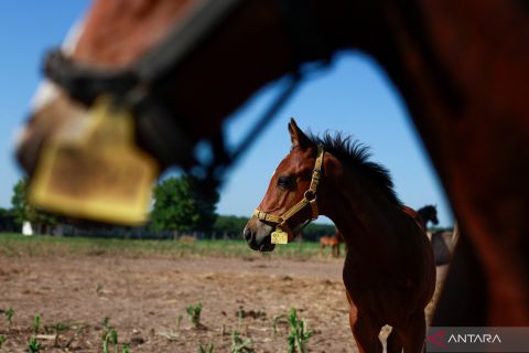 Kuda polo dengan modifikasi genetik pertama di dunia dibiakkan di Argentina