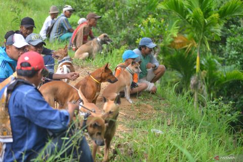 Tradisi berburu babi hutan di Tanah Datar