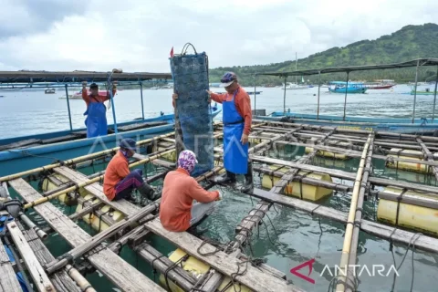 Budi daya mutiara air laut Autore di Lombok