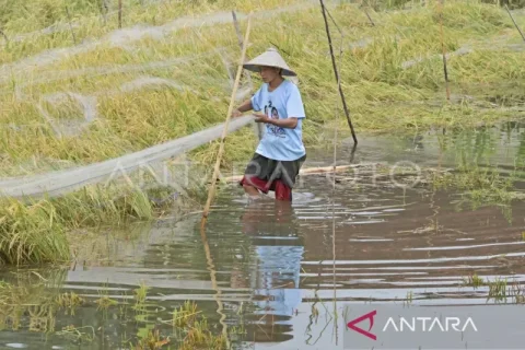 Penurunan produksi padi di NTB