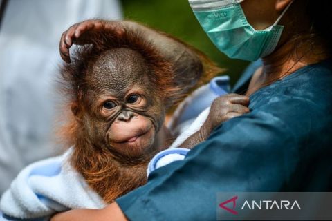 Anak orang utan Kalimantan di Bandung Zoological Garden