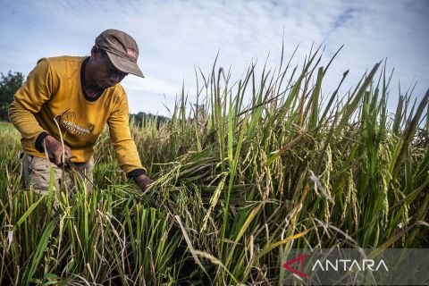 Targetkan penyerapan gabah guna tingkatkan kesejahteraan petani dan percepat swasembada pangan