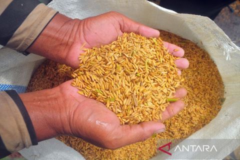 Petani beralih tanam padi varietes ketan di Kudus