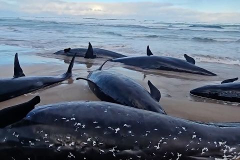 Lebih dari 150 paus pembunuh palsu terdampar di Tasmania