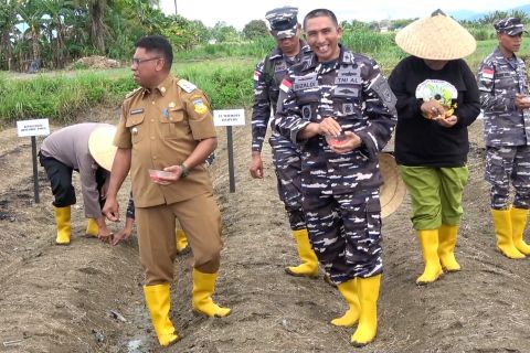 TNI AL Jayapura tanam jagung serentak di lahan 25 Ha