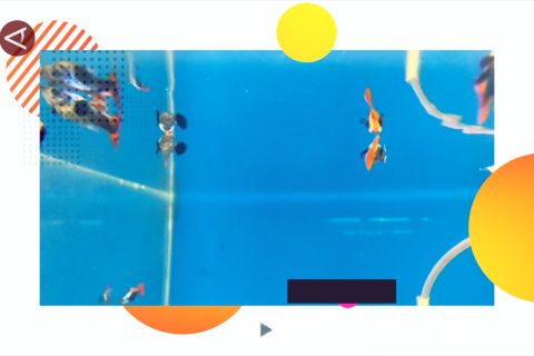Budidaya ikan guppy hingga pasar luar negeri