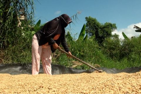 Bulog Kalteng serap 90 ton gabah dari petani setempat sejak awal tahun