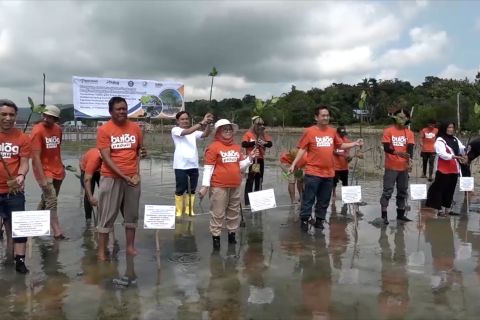 Demi kurangi emisi karbon, Bulog Sultra tanam 1.000 mangrove