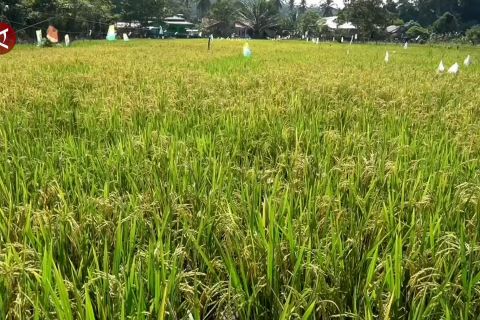 Dukung swasembada pangan, Tarakan sepakati program cetak sawah 150 Ha