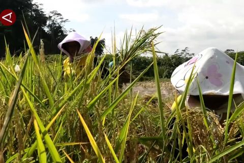 Strategi peningkatan penyerapan gabah dan beras di Magelang