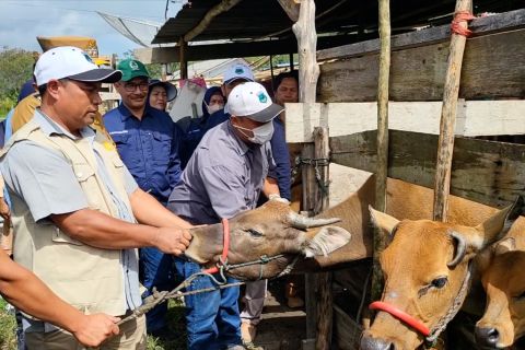 Jelang meugang, Pemkab Aceh Tengah pastikan sapi aman dikonsumsi