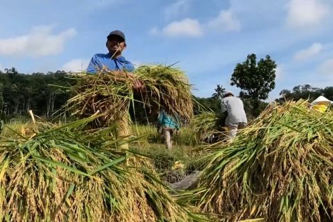 Kementan kejar dua juta Ha luas tambah tanam padi