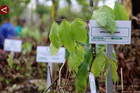 KPH Kubu Raya rehabilitasi lahan kritis untuk ketahanan pangan