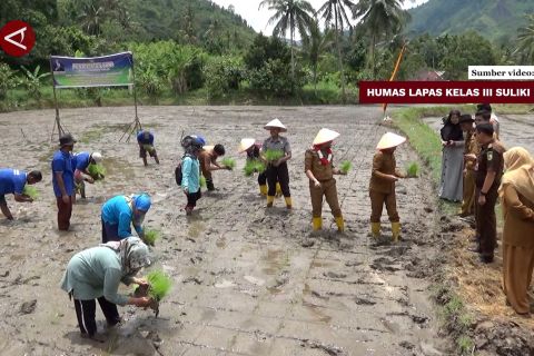 Lapas Suliki tanam padi untuk dukung Asta Cita Presiden Prabowo