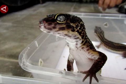 Mengenal Gecko si reptil jinak nan indah yang bernilai ekonomi