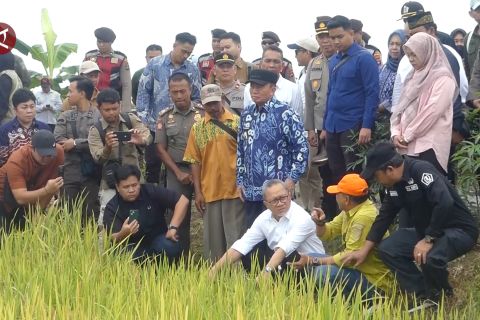 Menko Pangan kunjungi Kalsel pastikan gabah petani dibeli sesuai HPP