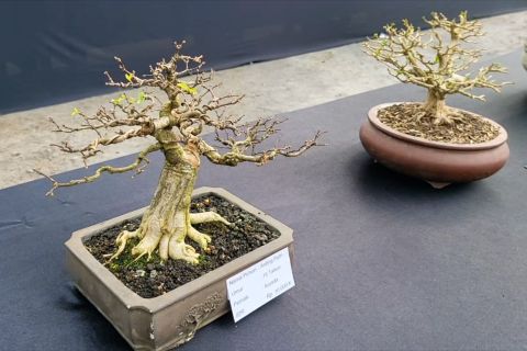 Puluhan bonsai adu keindahan di Art Policing Bener Meriah Aceh