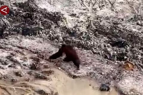BKSDA Kaltim tangani orang utan yang muncul di area tambang