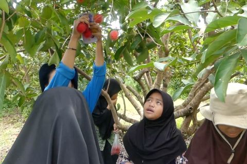 Sensasi wisata petik dan nikmati buah rambutan langsung dari pohon