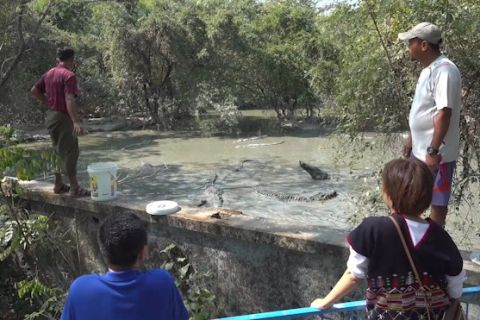 Peternakan buaya terbesar di Myanmar tak sekadar tempat konservasi