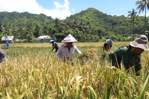 Sektor pertanian sumbang 37,29 persen perekonomian Gorontalo di 2024