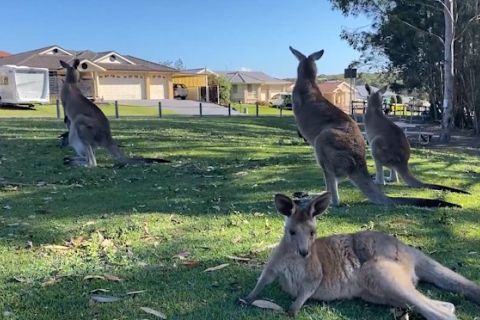 Peneliti Australia menghasilkan embrio kanguru pertama melalui IVF