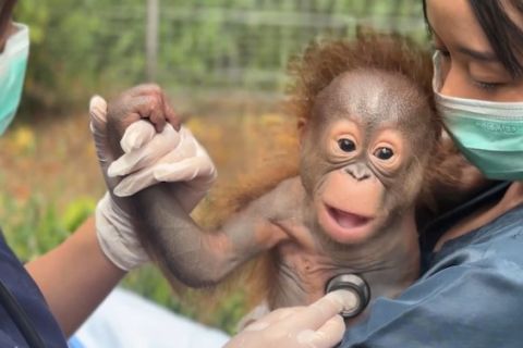 Kelahiran bayi Orangutan tambah koleksi satwa langka Bandung Zoo