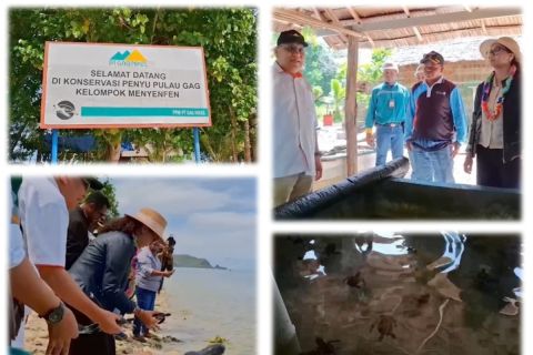 Perusahaan tambang nikel jalankan konservasi penyu sisik di Raja Ampat