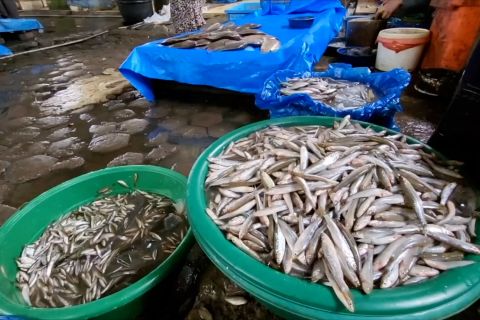 Menteri Trenggono pastikan ketersediaan ikan mencukupi hingga lebaran