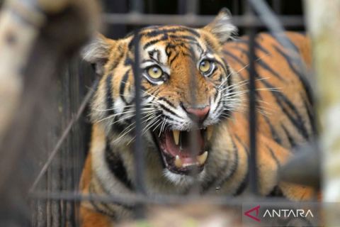 Harimau Sumatera pemangsa ternak warga berhasil dijebak dan diamankan
