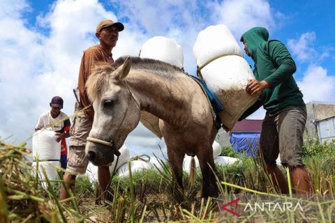 Memberdayakan kuda untuk mengangkut hasil pertanian di Gowa