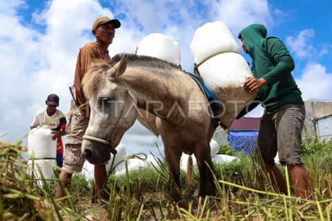 FOTO - Jasa angkut hasil pertanian menggunakan kuda di Gowa