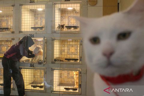 Cat boarding in Jakarta full ahead of Eid al-Fitr