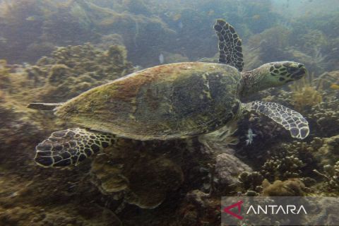 Pemerintah berkomitmen perluas kawasan lindung laut menjadi 32,5 juta hektare pada 2030