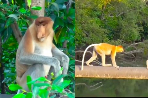 Melihat usaha menjaga keberlanjutan napas Bekantan di Teluk Balikpapan