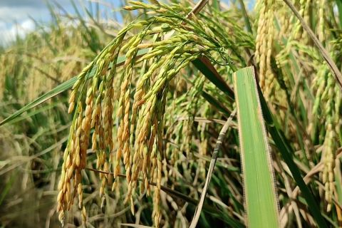 Target gabah kering terlampaui, Bulog Serang fokus serap beras petani