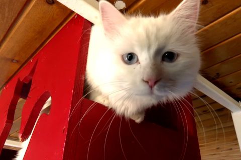 Turki dorong upaya konservasi kucing Angora yang ikonis