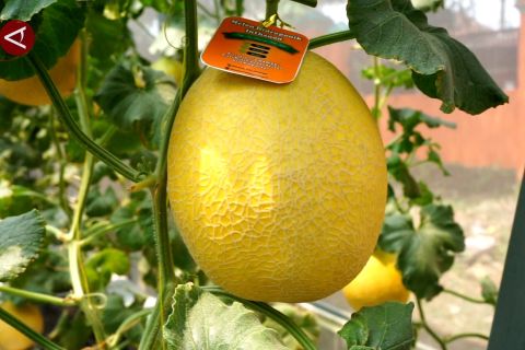 Dorong pemuda bertani, Pekalongan budi daya melon pakai Smart Farming
