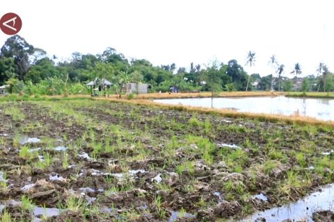 Lahan pertanian menyusut, NTB diminta tingkatkan pola tanam