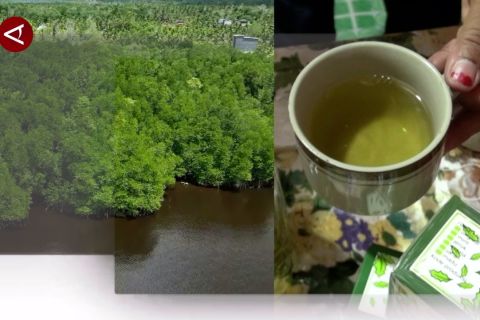 Teh mangrove dongkrak ekonomi warga pesisir Gunung Kruing Kalbar