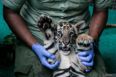Tiga anak harimau Benggala lahir di Solo Safari