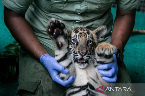 Foto pilihan pekan pertama April 2025