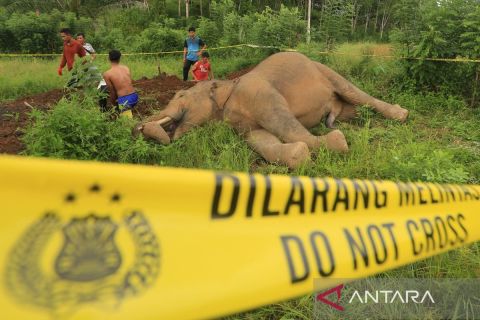 Seekor gajah sumatera ditemukan mati di Aceh Jaya