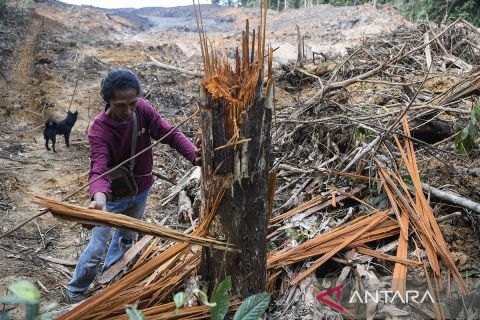 Kawasan hutan milik Fakultas Kehutanan Universitas Mulawarman diserobot untuk tambang ilegal