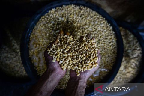 Produsen tahu mengeluhkan harga kedelai impor dalam sepekan tiga kali naik