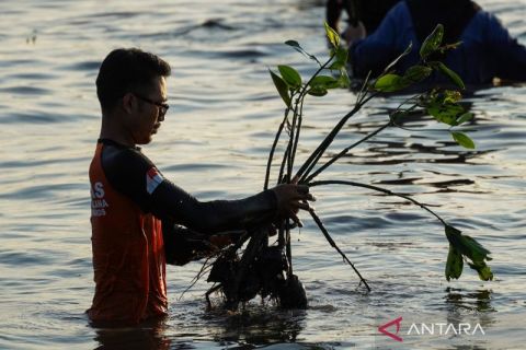 Menanam mangrove untuk memperingati hari bumi