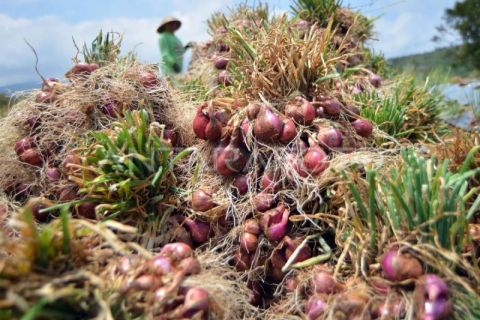 Pasokan bawang merah nasional April 2025