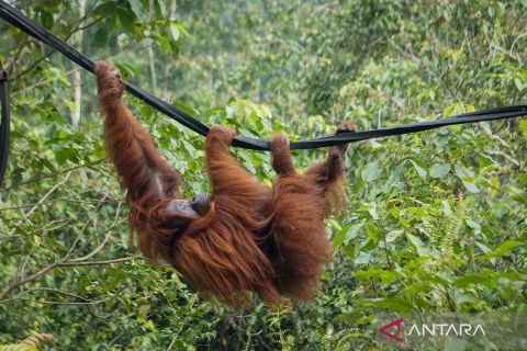 Pusat Rehabilitasi Samboja Lestar tampung 113 Orang Utan
