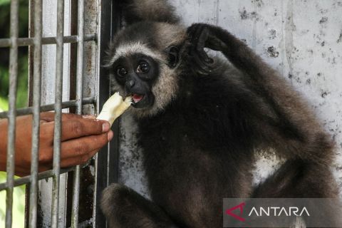 Warga serahkan seekor bayi owa kepada BKSDA Kalteng untuk direhabilitasi
