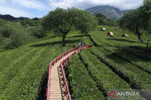 Wisata alam perkebunan teh dengan ketinggian 1.250 meter di Malang